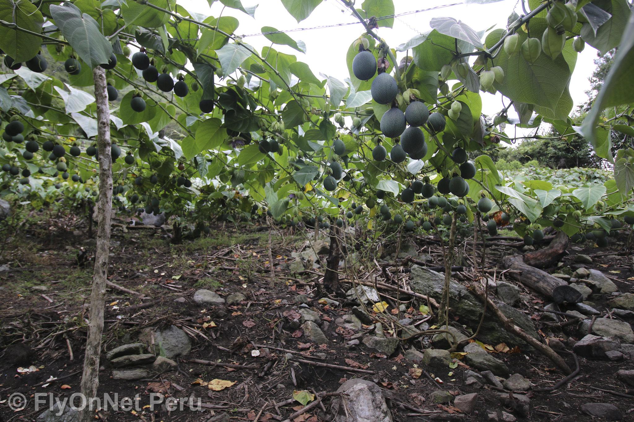 Photo Album: Visit to the coffee plantation