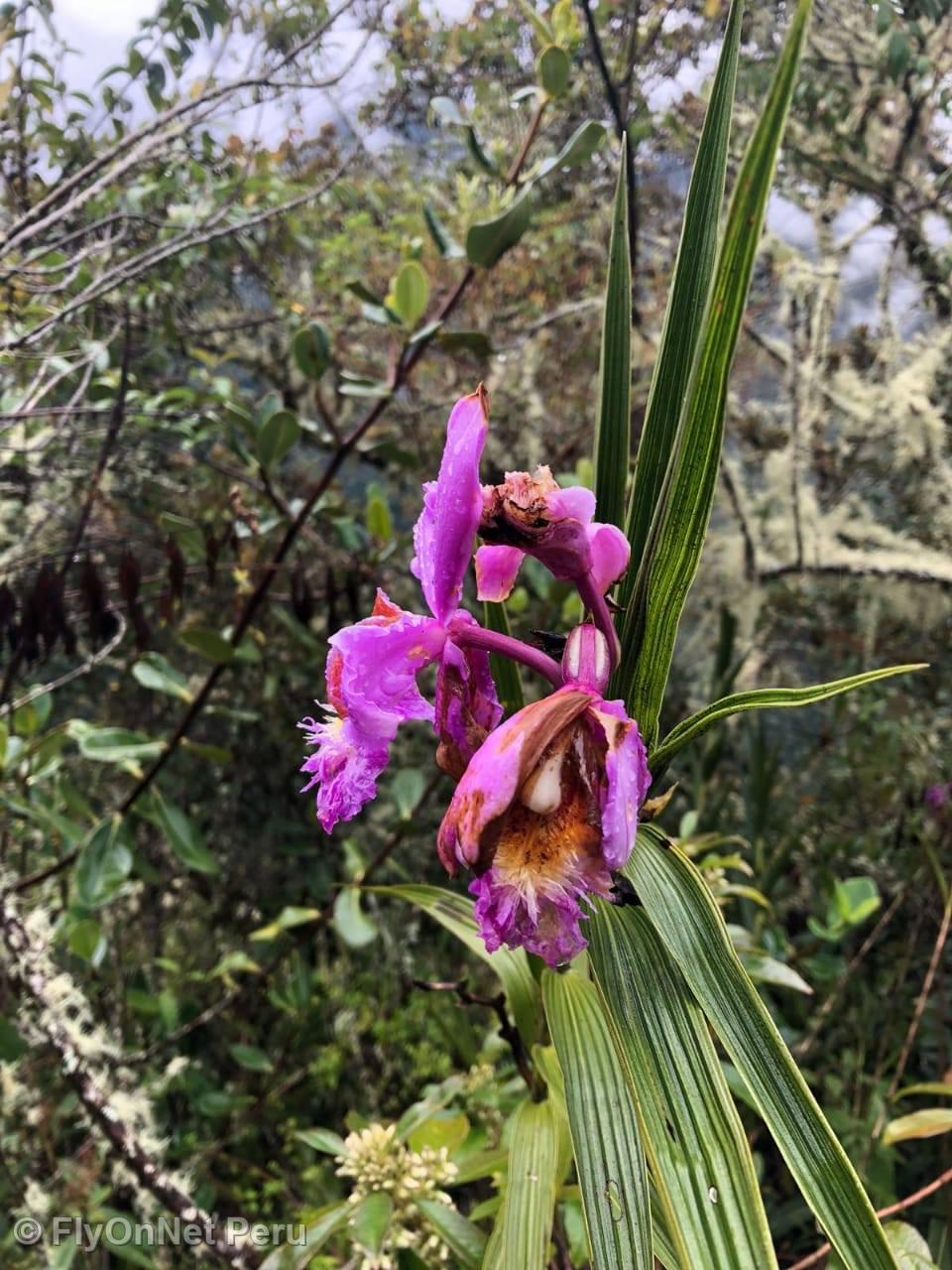 Photo Album: Orchid