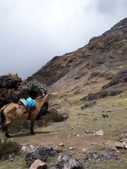 Salkantay